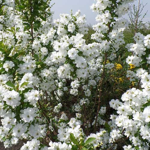 Exochorda racemosa Magical Springtime
