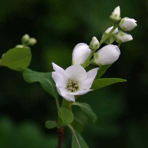 Exochorda racemosa Magical Springtime