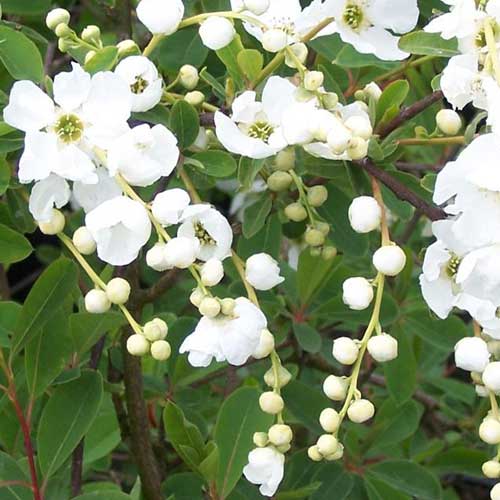 Exochorda macrantha The Bride