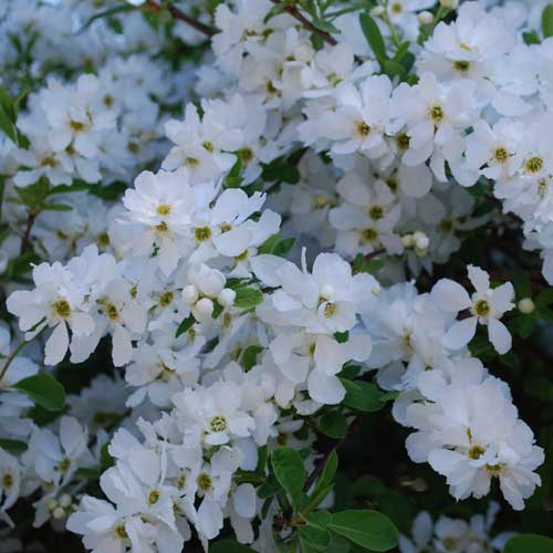 Exochorda macrantha The Bride