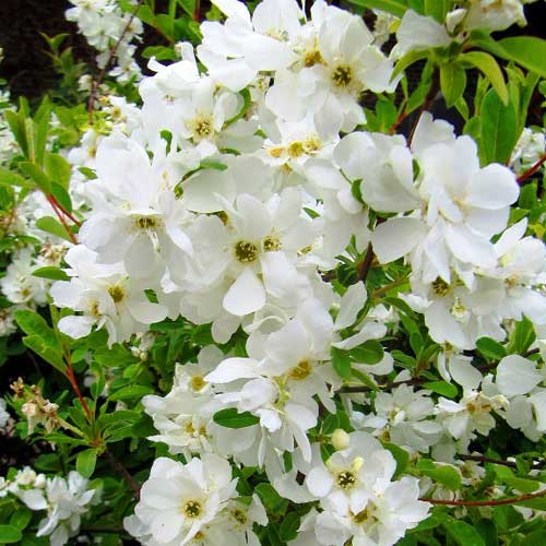 Exochorda macrantha The Bride