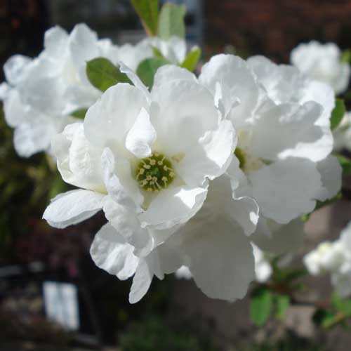 Exochorda macrantha The Bride
