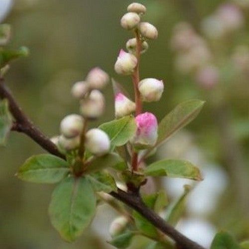 Exochorda racemosa Blushing Pearl