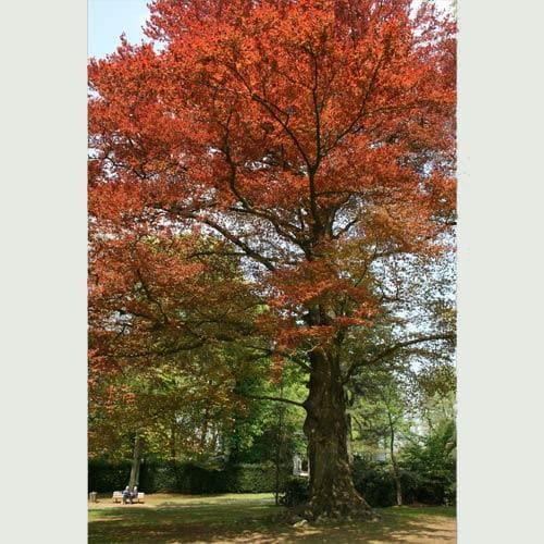 Fagus sylvatica 'Atropunicea' (Hedging) - Future Forests