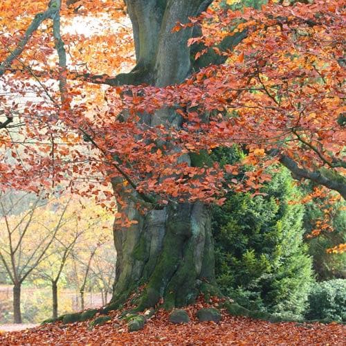 Fagus sylvatica 'Atropunicea' (Hedging) - Future Forests