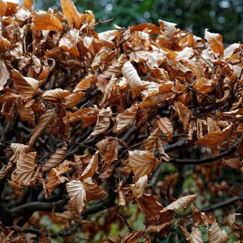 Fagus sylvatica - Green Beech - Future Forests