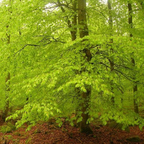 Fagus sylvatica - Green Beech - Future Forests