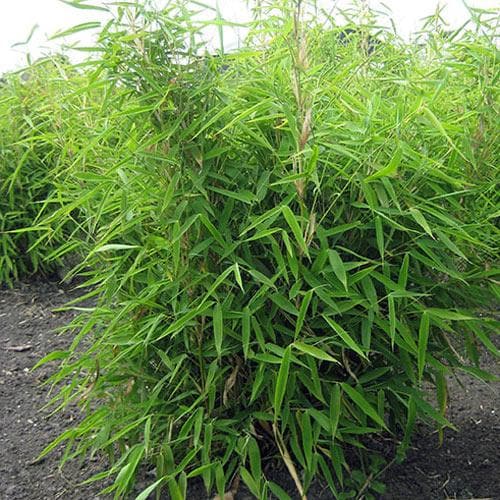 Fargesia murielae Simba - Future Forests