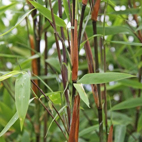 Fargesia nitida Winter Joy - Future Forests