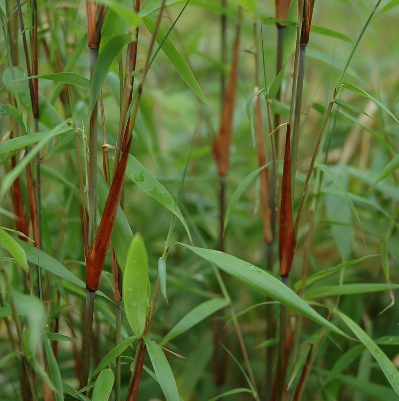 Fargesia scabrida Asian Wonder - Future Forests