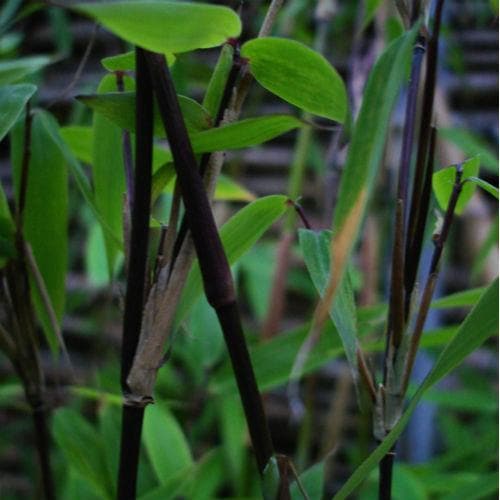 Fargesia murielae Vampire - Future Forests