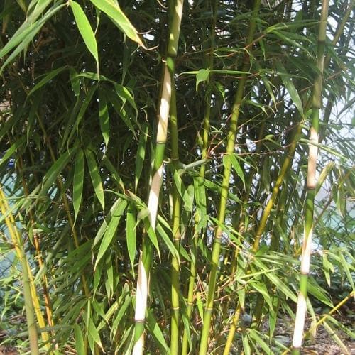 Fargesia robusta Campbell
