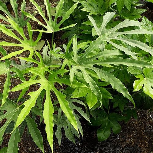 Fatsia polycarpa Green Fingers