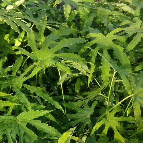 Fatsia polycarpa Green Fingers