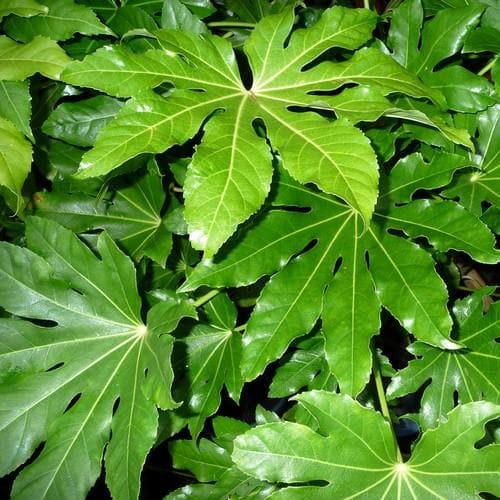 Fatsia japonica - Future Forests