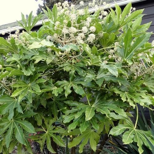 Fatsia japonica - Future Forests