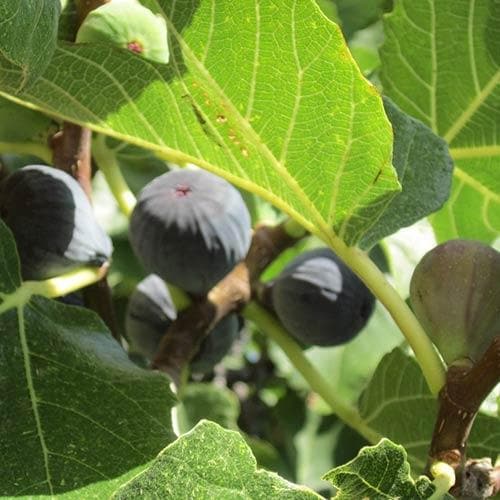 Fig Violette de Sollies