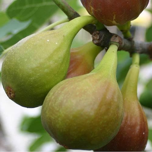 Fig Violette de Sollies