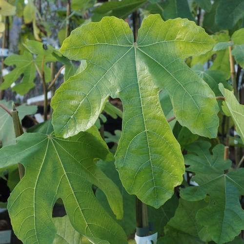 Fig Sultane - Future Forests