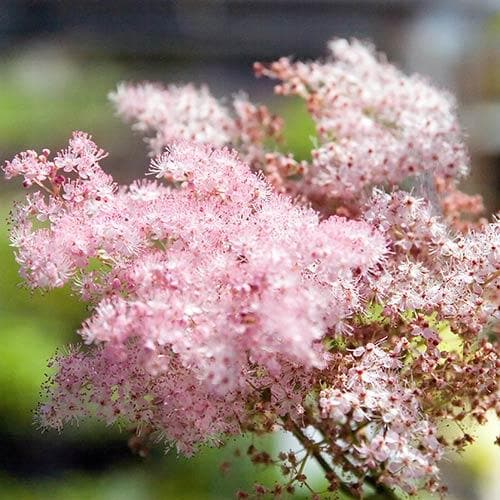 Filipendula rubra Venusta