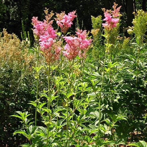 Filipendula rubra Venusta