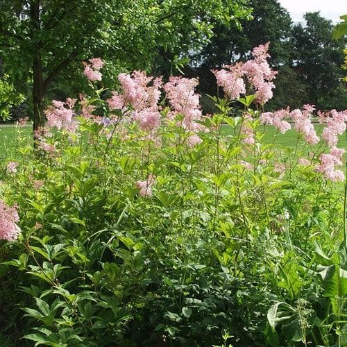 Filipendula rubra Venusta