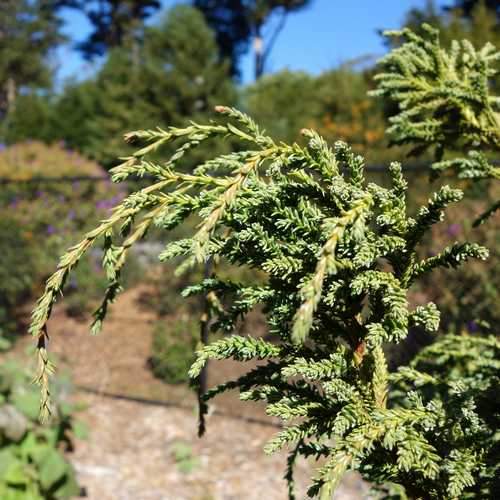 Fitzroya cupressoides - Future Forests
