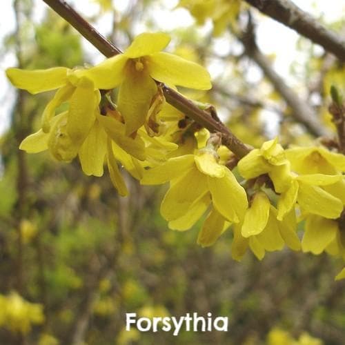 Mixed Flowering Hedge - Future Forests