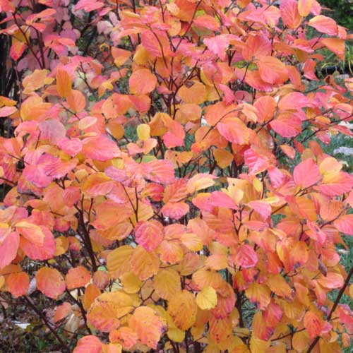 Fothergilla intermedia Mount Airy