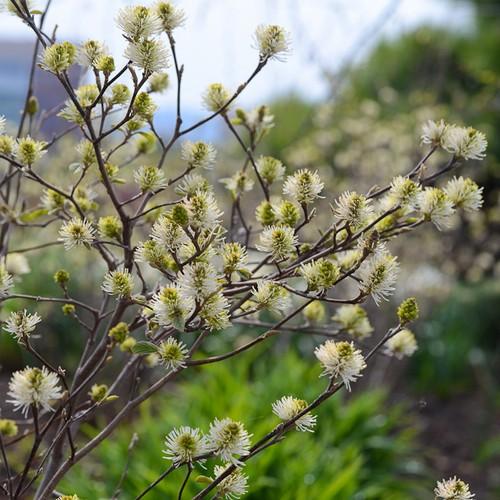 Fothergilla x intermedia Blue Shadow - Future Forests