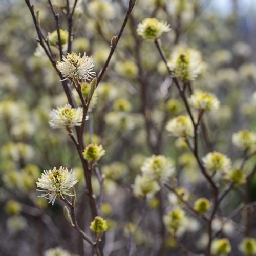 Fothergilla x intermedia Blue Shadow - Future Forests