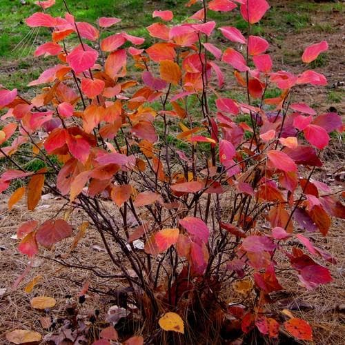 Fothergilla x intermedia Blue Shadow - Future Forests