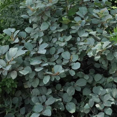 Fothergilla x intermedia Blue Shadow - Future Forests