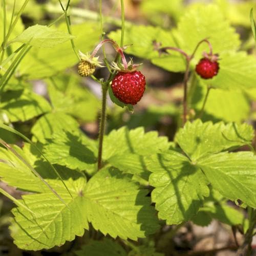 Fragaria vesca Alexandria