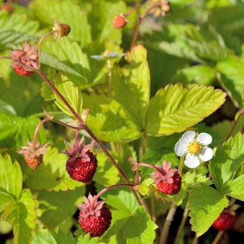 Fragaria vesca Alexandria