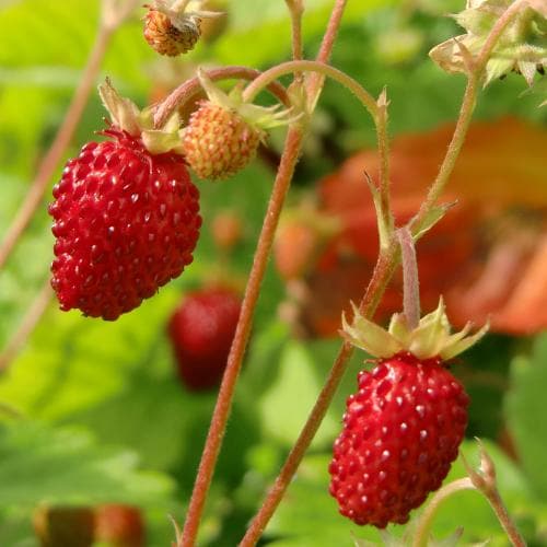 Fragaria vesca Alexandria