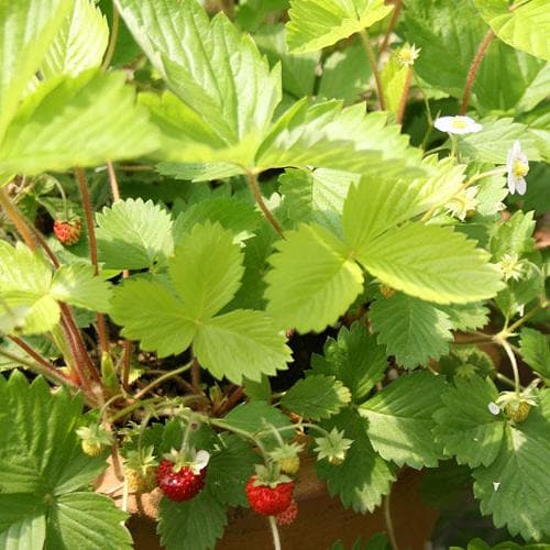 Fragaria vesca Alexandria