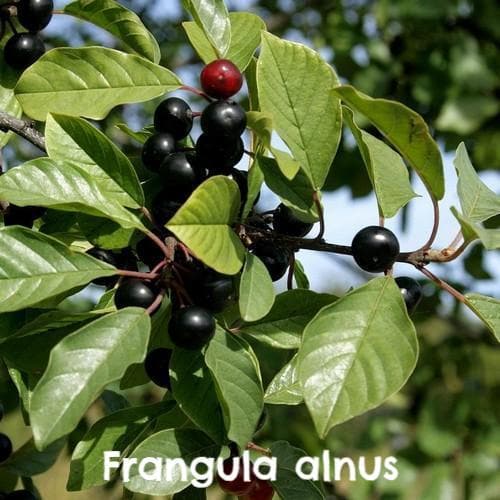 Wildlife Fruiting Hedge Mix - Future Forests
