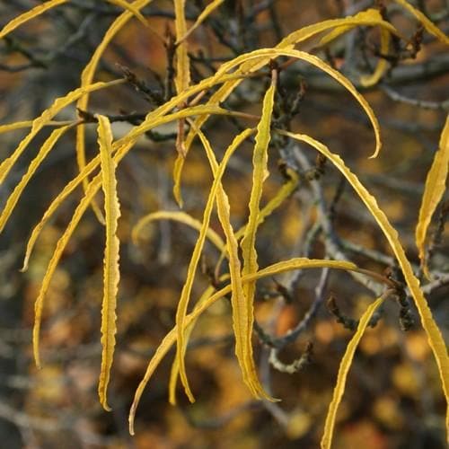 Frangula alnus Asplenifolia - Future Forests