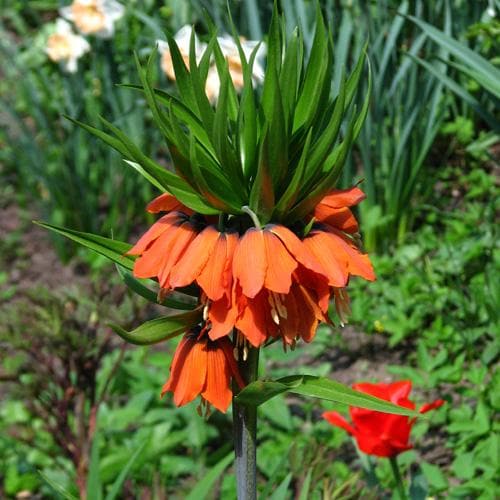 Fritillaria imperialis Rubra Maxima - Future Forests