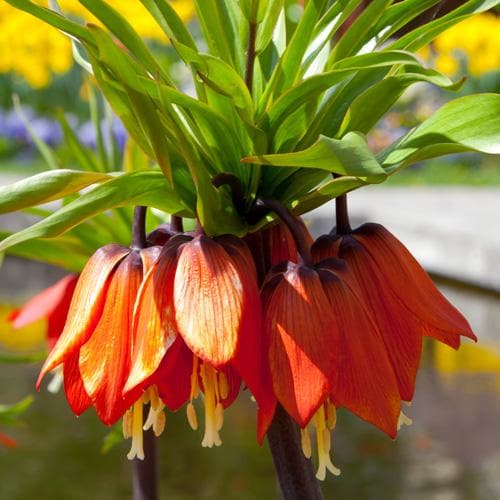 Fritillaria imperialis Rubra Maxima - Future Forests