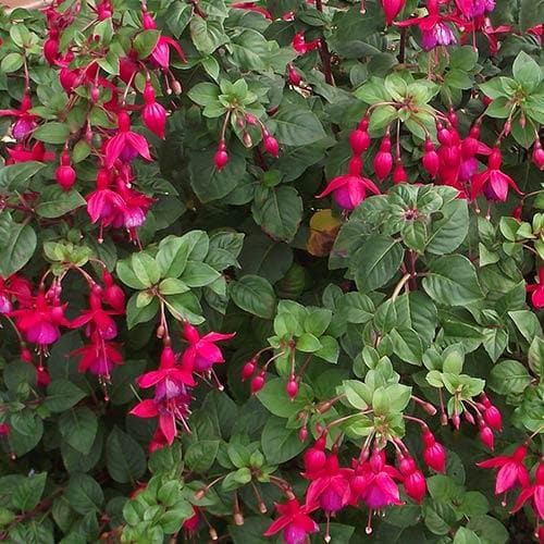 Seaside Hedge Mix
