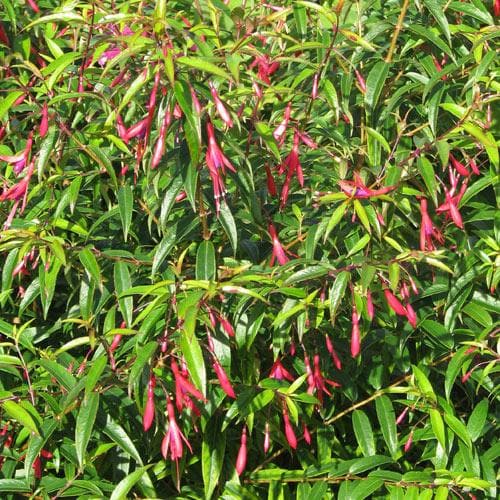 Fuchsia hatschbachii - Future Forests