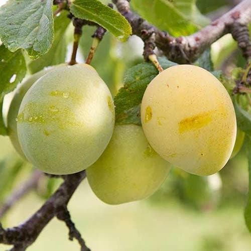 Plum Coe's Golden Drop