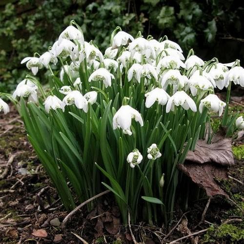 Galanthus nivalis Flore Pleno - Double Snowdrop - Future Forests