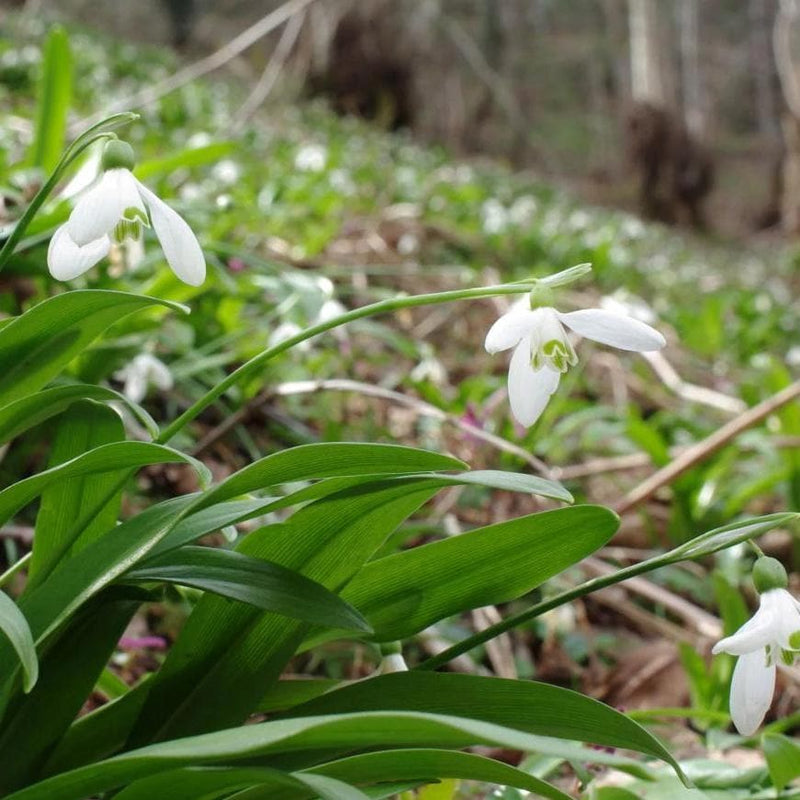 Galanthus woronowii - Snowdrop