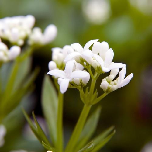 Galium odoratum - Future Forests