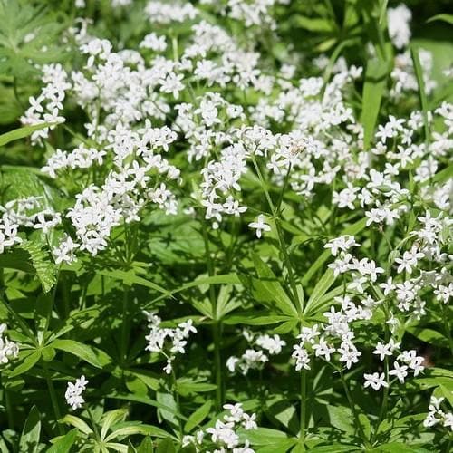 Galium odoratum - Future Forests