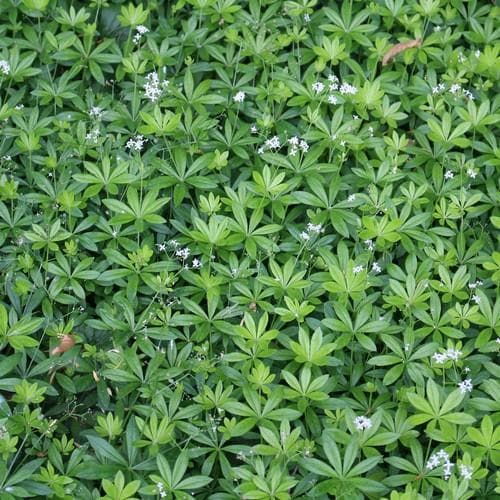 Galium odoratum - Future Forests