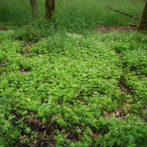 Galium odoratum - Future Forests